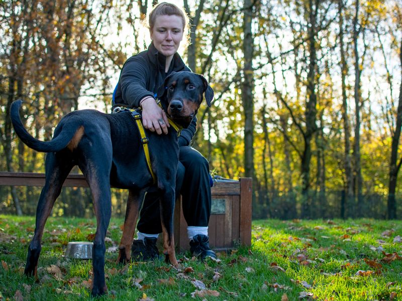 Doberman for adoption in Liverpool, Merseyside – 4 years old - Image 1 of 6