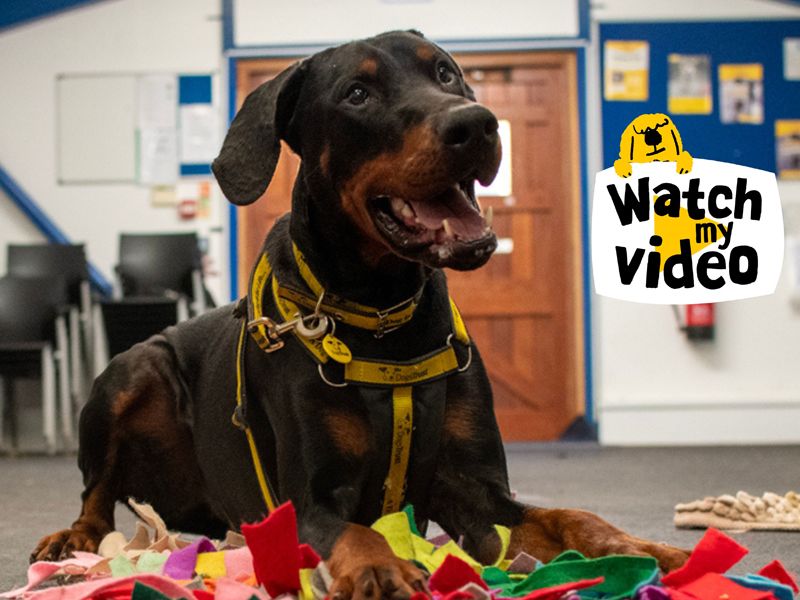 Doberman for adoption in Liverpool, Merseyside – 4 years old - Image 2 of 6