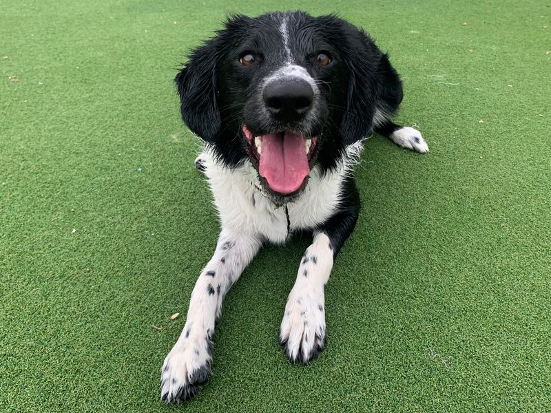 Springer Spaniel puppies for sale in Newton Tony – 5 years old