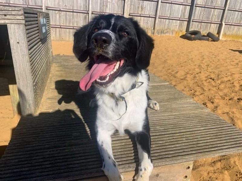 Harley | Spaniel (English Springer) Cross | Salisbury (Wiltshire) - 1