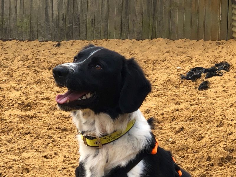 Harley | Spaniel (English Springer) Cross | Salisbury (Wiltshire) - 1