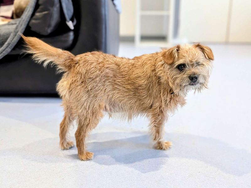 Freddy, a 6 years old male Border Terrier available for adoption from Dogs Trust in Splott, Wales