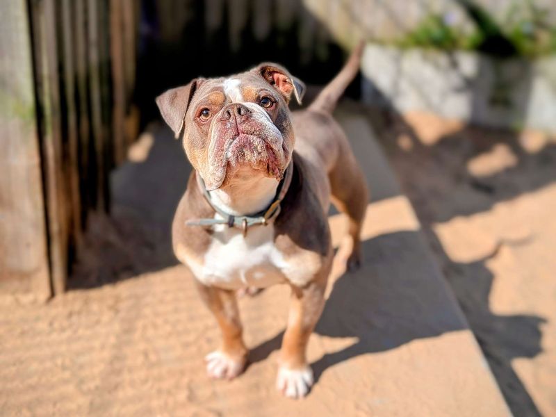English Bulldog for adoption in Cardiff, Glamorgan – 5 years old - Image 3 of 6