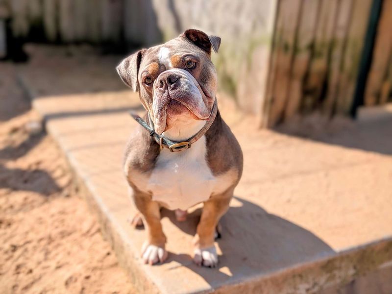 English Bulldog for adoption in Cardiff, Glamorgan – 5 years old - Image 4 of 6