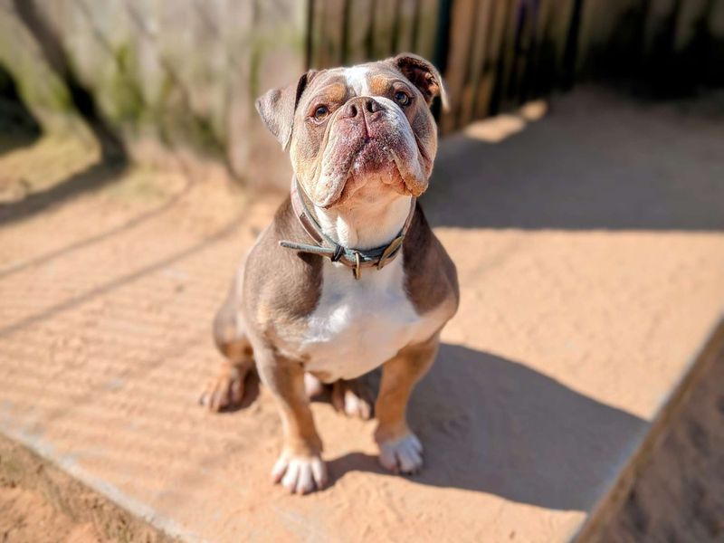 English Bulldog for adoption in Cardiff, Glamorgan – 5 years old - Image 2 of 6