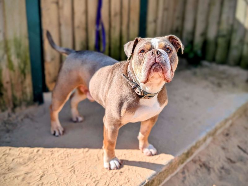 English Bulldog for adoption in Cardiff, Glamorgan – 5 years old - Image 5 of 6