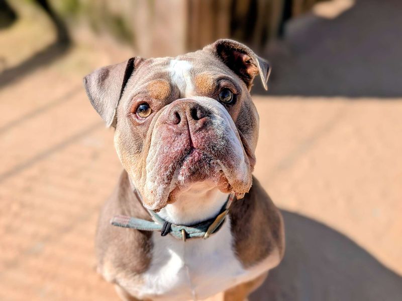 English Bulldog for adoption in Cardiff, Glamorgan – 5 years old - Image 6 of 6