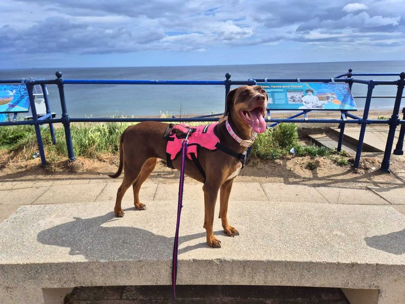 Pixie | Crossbreed | Darlington - 1