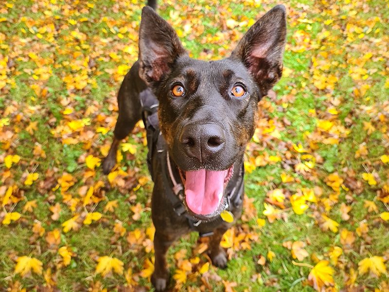 What Does Black Dog Mean In The Uk