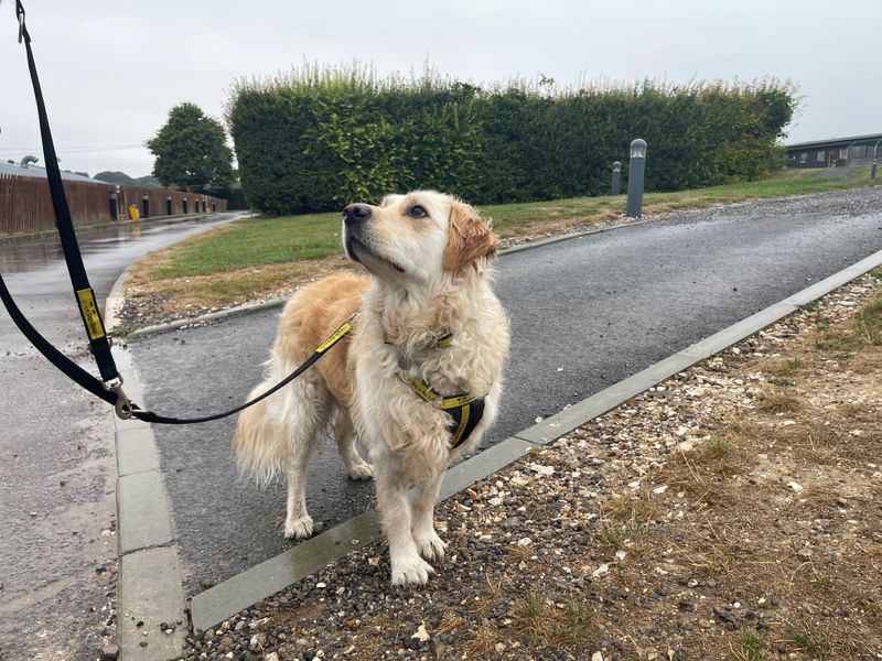 Golden Retriever puppies for sale in Newton Tony – 6 years old