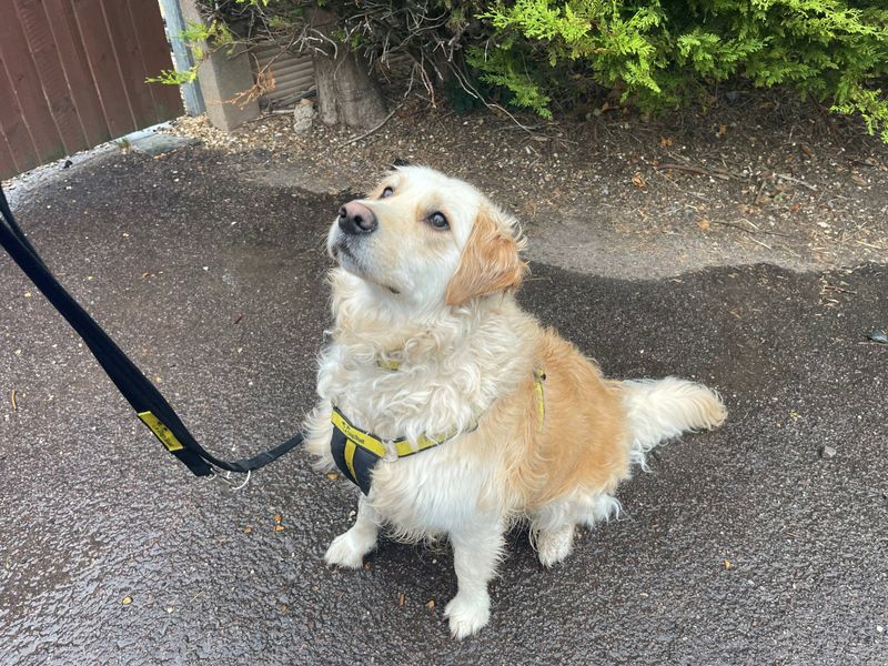 Golden Retriever dogs and puppies for rehoming or adoption in Boys