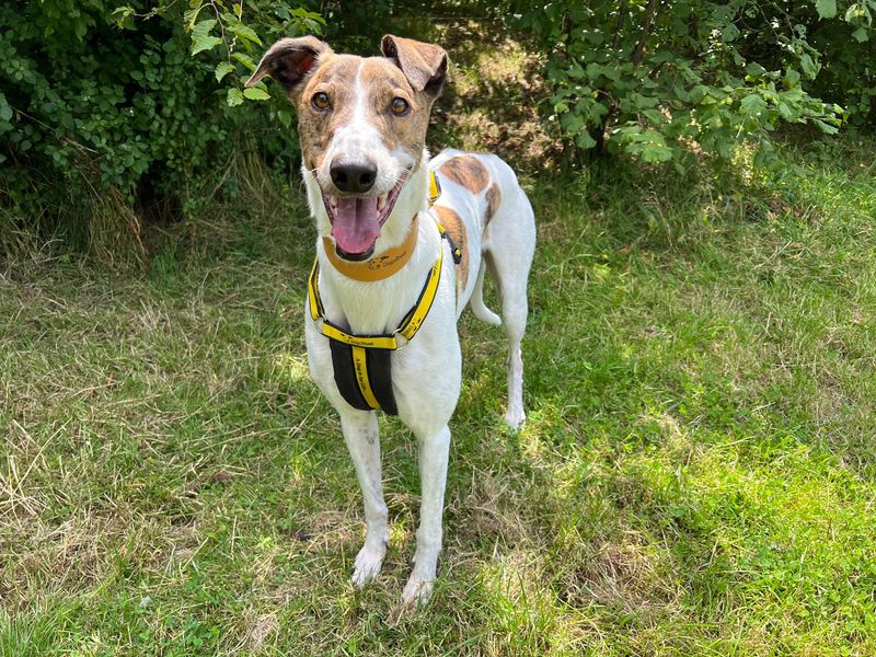 Greyhound for adoption in Wickford, Essex – 6 years old - Image 2 of 4