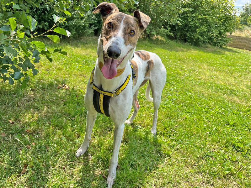 Greyhound for adoption in Wickford, Essex – 6 years old