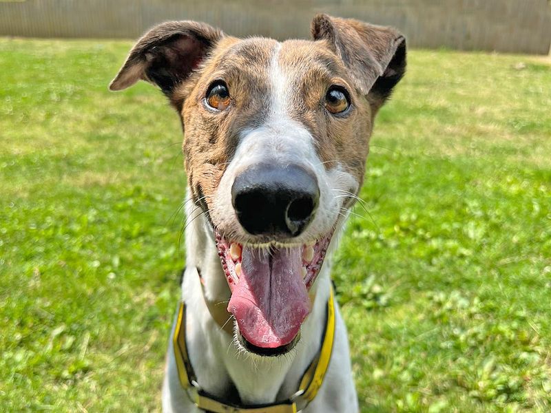 Greyhound for adoption in Wickford, Essex – 6 years old - Image 3 of 4