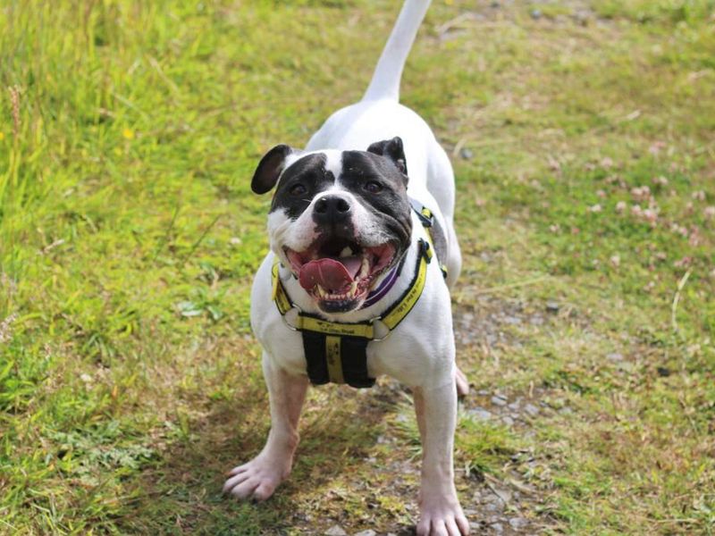 Staffordshire Bull Terrier for adoption in Glasgow, Scotland – 9 years old - Image 10 of 10
