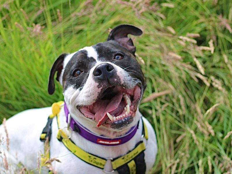 Staffordshire Bull Terrier for adoption in Glasgow, Scotland – 9 years old - Image 6 of 10