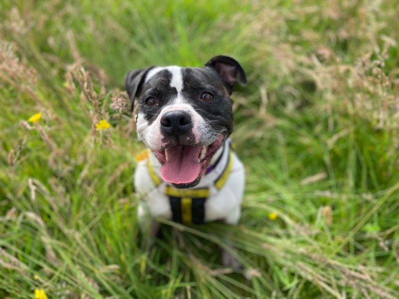 Staffordshire Bull Terrier for adoption in Glasgow, Scotland – 9 years old - Image 1 of 10