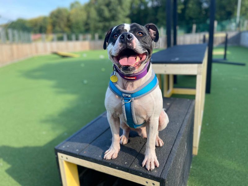 Staffordshire Bull Terrier for adoption in Glasgow, Scotland – 9 years old - Image 7 of 10