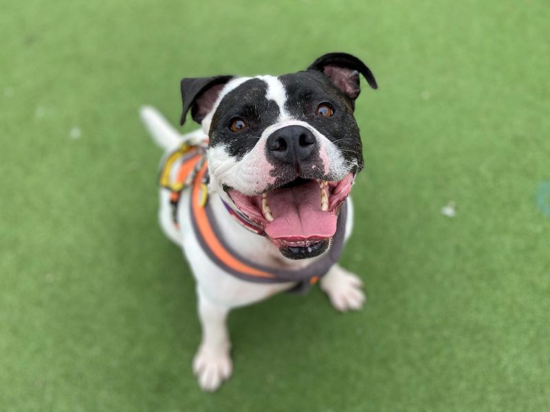 Staffordshire Bull Terrier for adoption in Glasgow, Scotland – 9 years old - Image 8 of 10