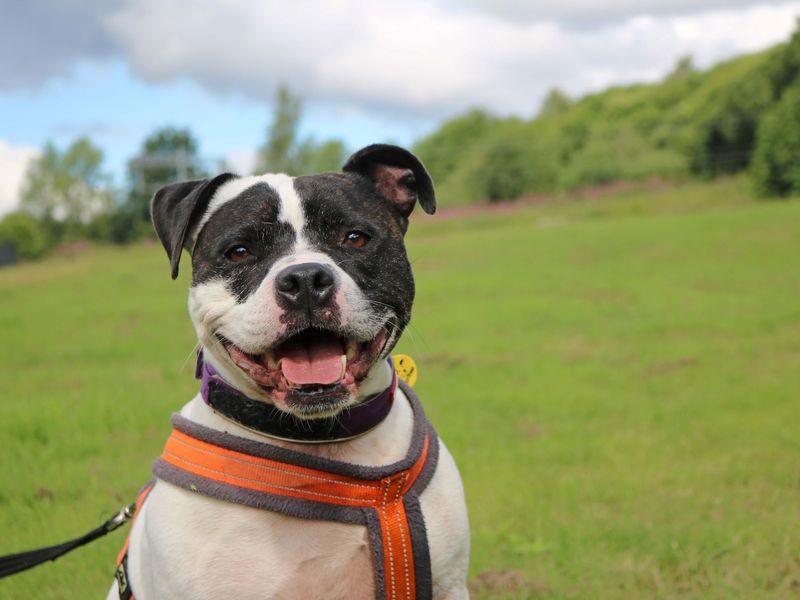 Staffordshire Bull Terrier for adoption in Glasgow, Scotland – 9 years old - Image 2 of 10