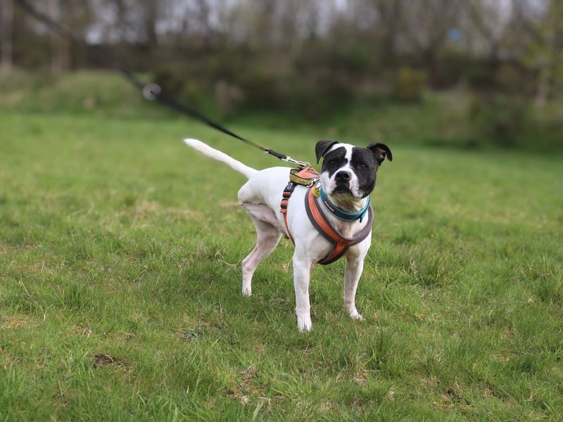 Staffordshire Bull Terrier for adoption in Glasgow, Scotland – 9 years old - Image 3 of 10