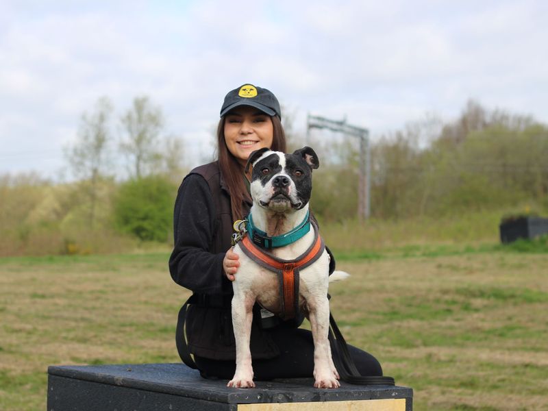 Staffordshire Bull Terrier for adoption in Glasgow, Scotland – 9 years old - Image 4 of 10