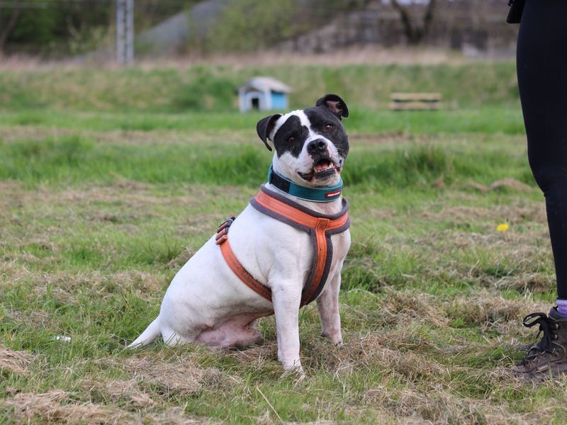 Staffordshire Bull Terrier for adoption in Glasgow, Scotland – 9 years old - Image 5 of 10