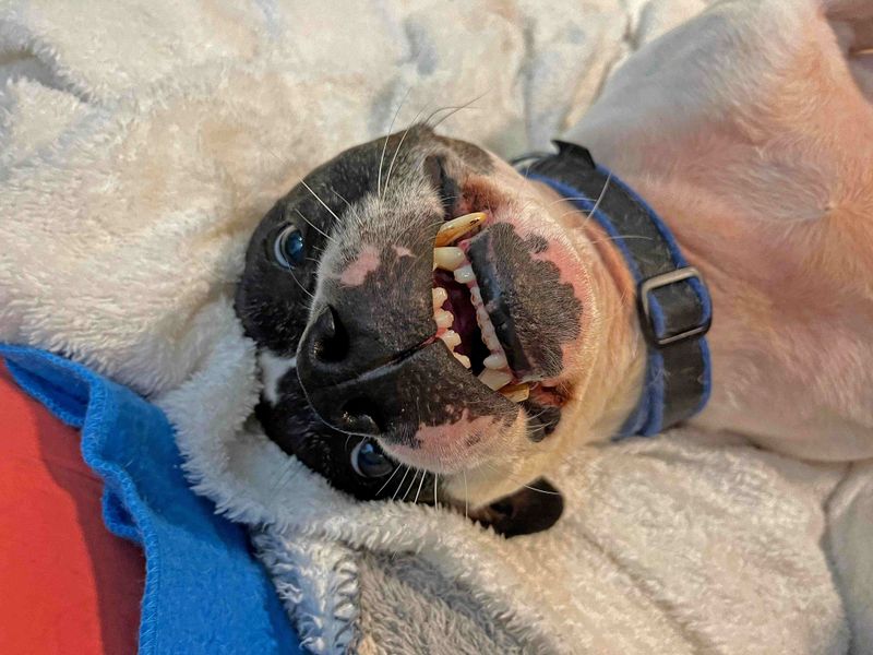Rocky | Terrier (Staffordshire Bull) | Glasgow - 1