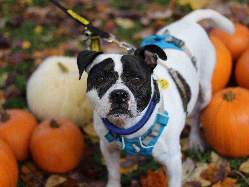 Rocky | Terrier (Staffordshire Bull) | Glasgow - 1
