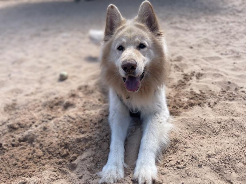 German Shepherd puppies for sale in Wymeswold – 11 years old