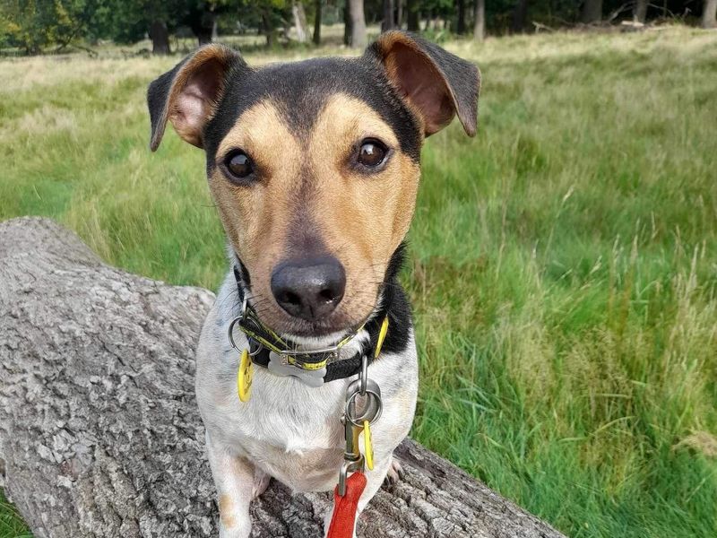Jack Russell Terrier for adoption in Evesham, Worcestershire – 7 years old - Image 2 of 4