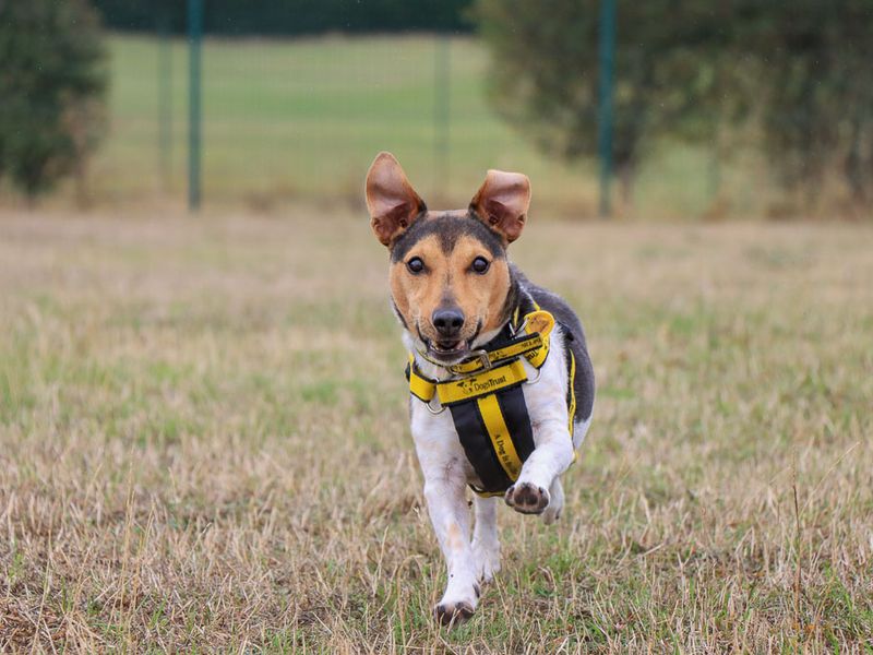 Mario | Terrier (Jack Russell) | Evesham (Worcestershire) - 1