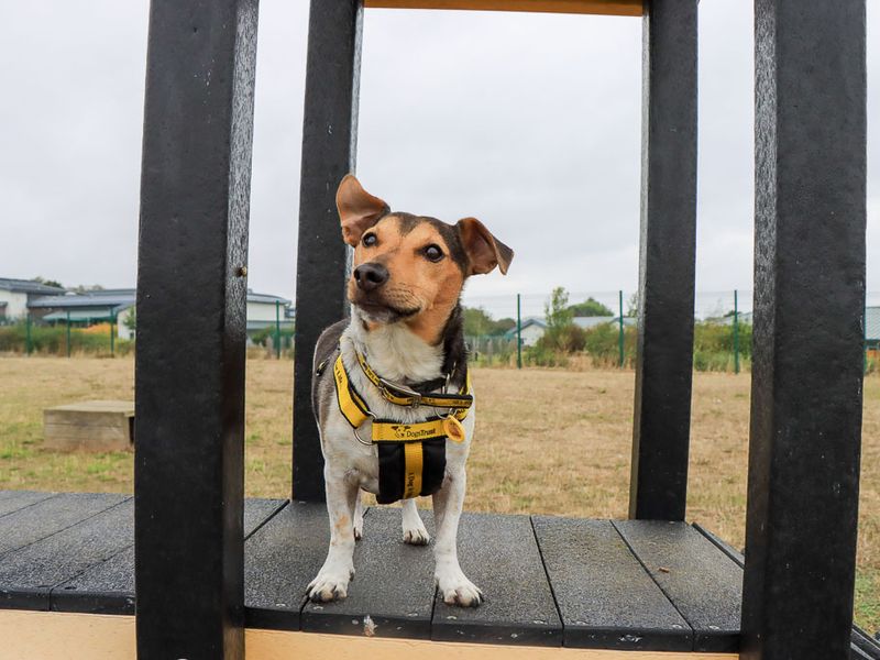 Mario | Terrier (Jack Russell) | Evesham (Worcestershire) - 4