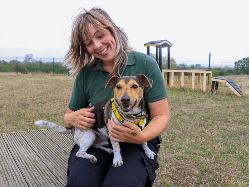 Mario | Terrier (Jack Russell) | Evesham (Worcestershire) - 5