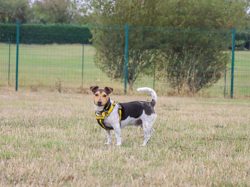 Mario | Terrier (Jack Russell) | Evesham (Worcestershire) - 2