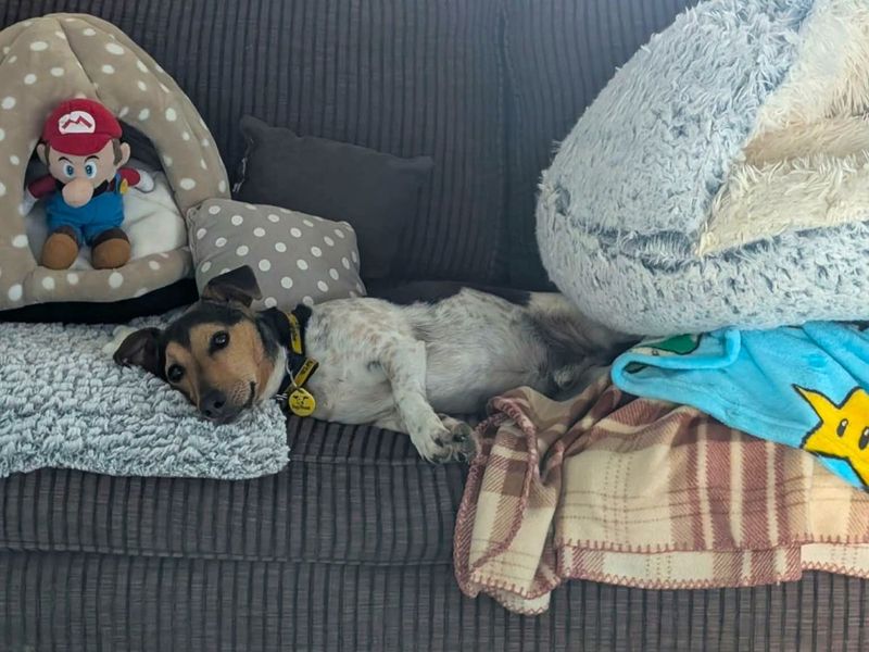 Mario | Terrier (Jack Russell) | Evesham (Worcestershire) - 10