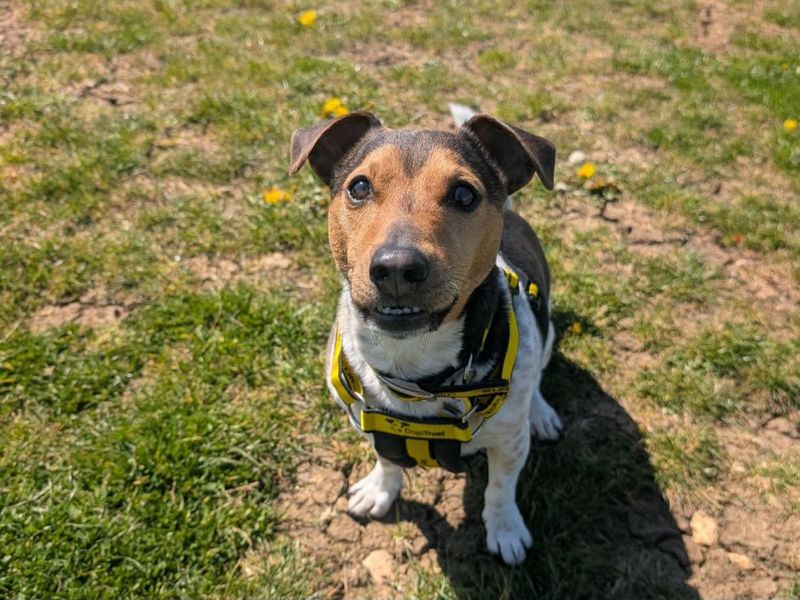 Mario | Terrier (Jack Russell) | Evesham (Worcestershire) - 2