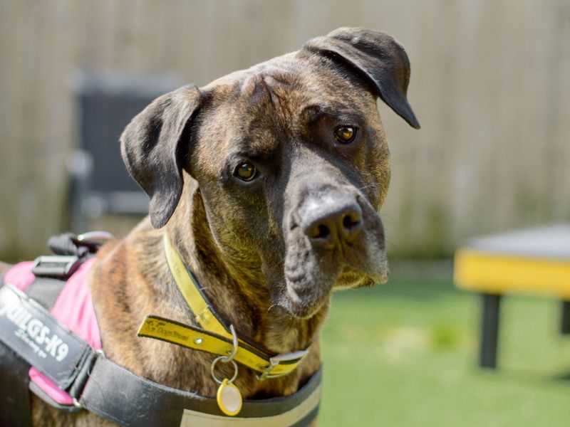Presa canario rescue near sales me