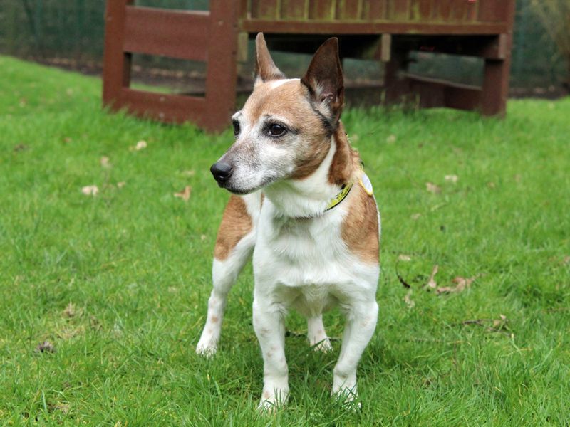 Freya | Terrier (Jack Russell) | Merseyside (Liverpool) - 1