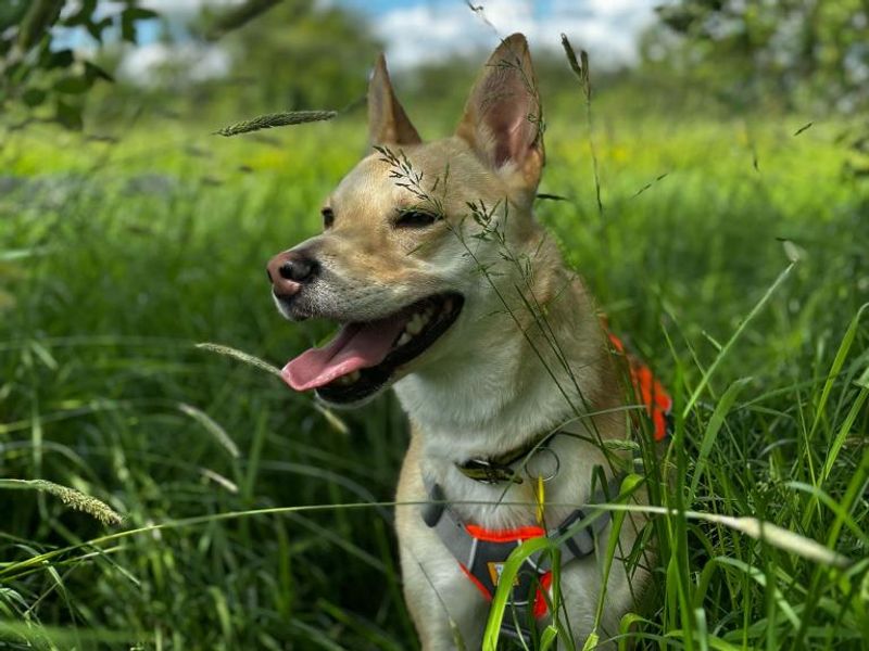 Suki, a 4 years old female Crossbreed available for adoption from Dogs Trust in Shrewsbury, Shropshire