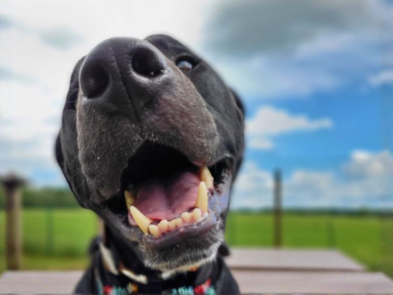 Norman | Crossbreed | Salisbury (Wiltshire) - 1