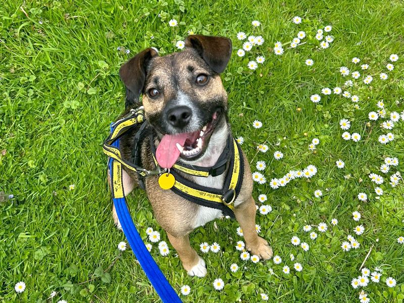Jack Russell Terrier for adoption in Shoreham by Sea, West Sussex – 4 years old - Image 2 of 9