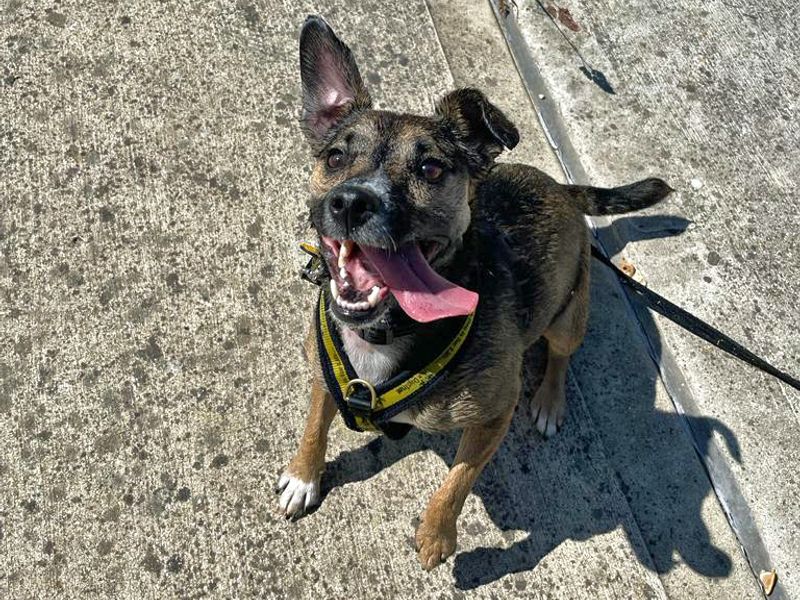 Scrappy for sale in Shoreham by Sea