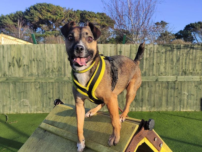 Scrappy for sale in Shoreham by Sea | Image 2