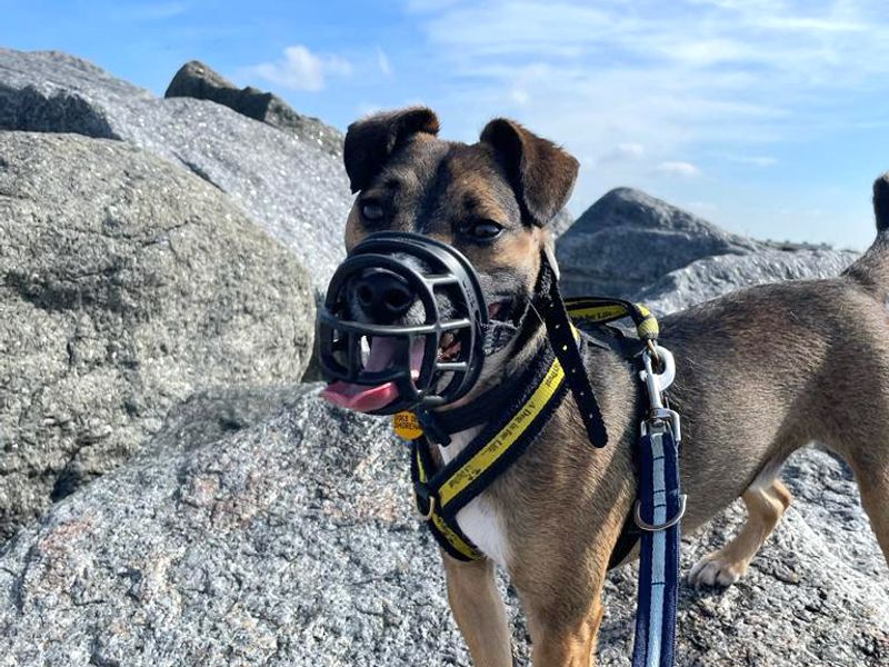 undefined | Terrier (Jack Russell) Cross | undefined - 2