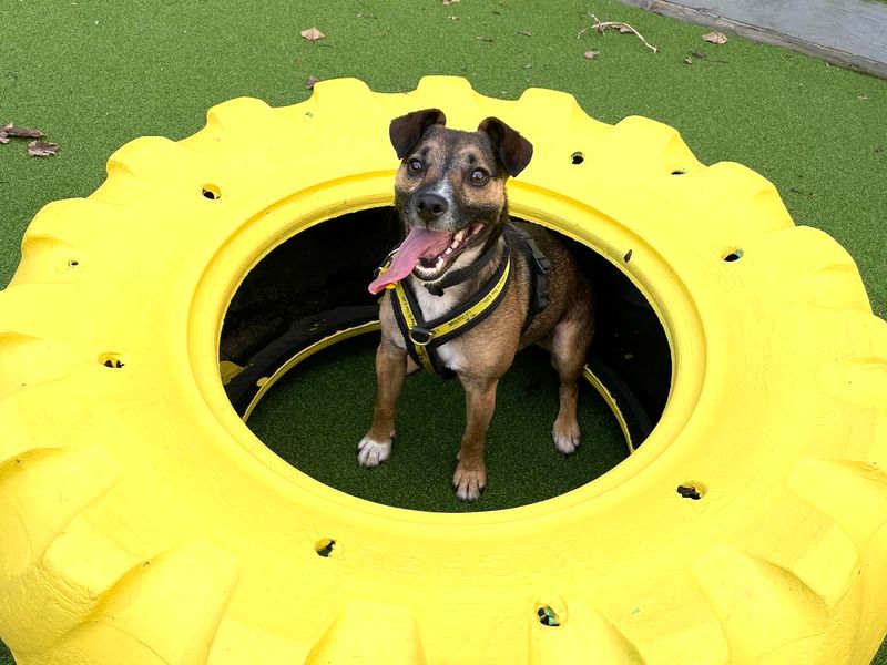 Jack Russell Terrier for adoption in Shoreham by Sea, West Sussex – 4 years old - Image 6 of 9