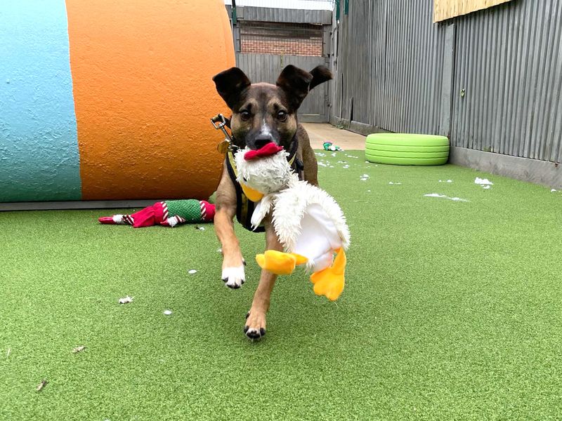 Jack Russell Terrier for adoption in Shoreham by Sea, West Sussex – 4 years old - Image 9 of 9