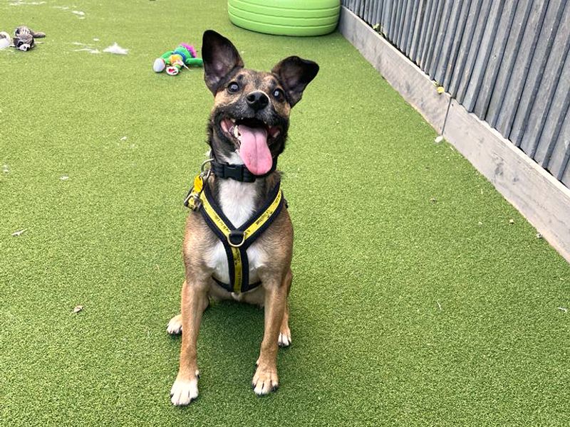 Jack Russell Terrier for adoption in Shoreham by Sea, West Sussex – 4 years old - Image 7 of 9