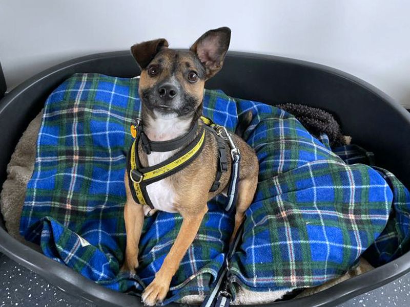 Jack Russell Terrier for adoption in Shoreham by Sea, West Sussex – 4 years old - Image 3 of 9