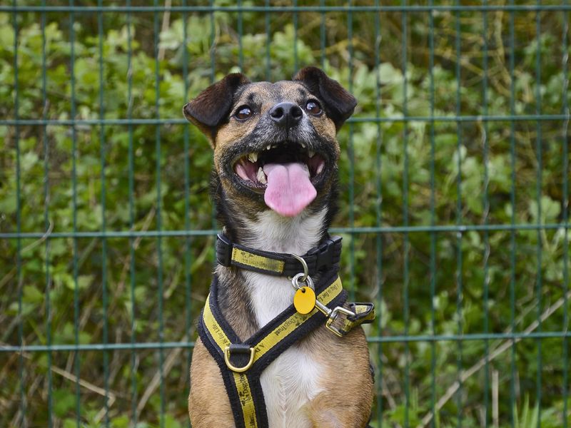 Jack Russell Terrier for adoption in Shoreham by Sea, West Sussex – 4 years old - Image 5 of 9